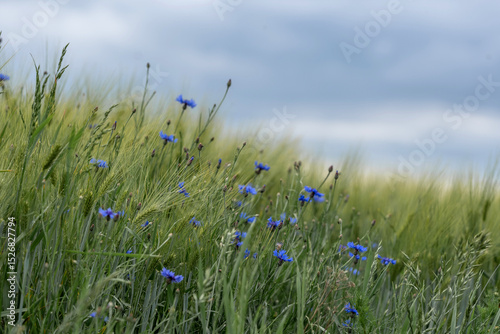 Fototapeta Naklejka Na Ścianę i Meble -  Close-up of summer meadow with vibrant cornflower and green grass, featuring delicate spider web glistening in natural daylight. Tranquil nature scene evoking calmness. After rain