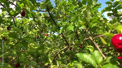 close up of organic acerola tree with many ripe fruits