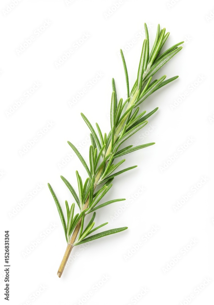 Fototapeta premium Fresh Rosemary Sprig 2025-05-18 - A single sprig of fresh rosemary, vibrant green, symbolizes culinary herbs, Mediterranean cuisine, natural flavor, healthy cooking, and aromatic fragrance