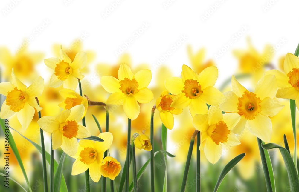 Obraz premium Beautiful yellow daffodil flowers on white background