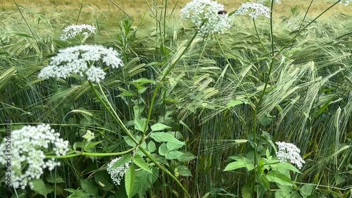 grass and flowers