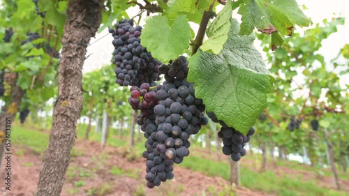 Wallpaper Mural Blue grapes, Pinot Noir wine growing on vine, vineyard in Trier, Moselle Valley, Germany, landscape and agriculture, rhineland palatine Torontodigital.ca