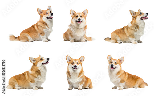 Six adorable corgi dogs sitting and posing isolated on transparent background