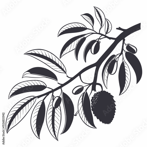 annona branch with leaves