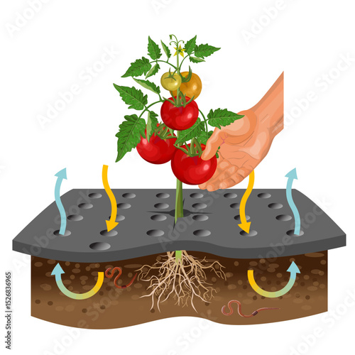 Vector illustration of a tomato plant growing through mulch fabric, with ripe fruits being picked by hand. Arrows indicate airflow under the fabric. Agricultural and harvesting concept.