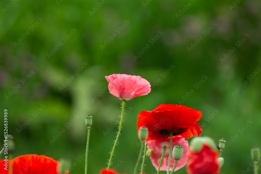 Fototapeta premium red poppy in the field
