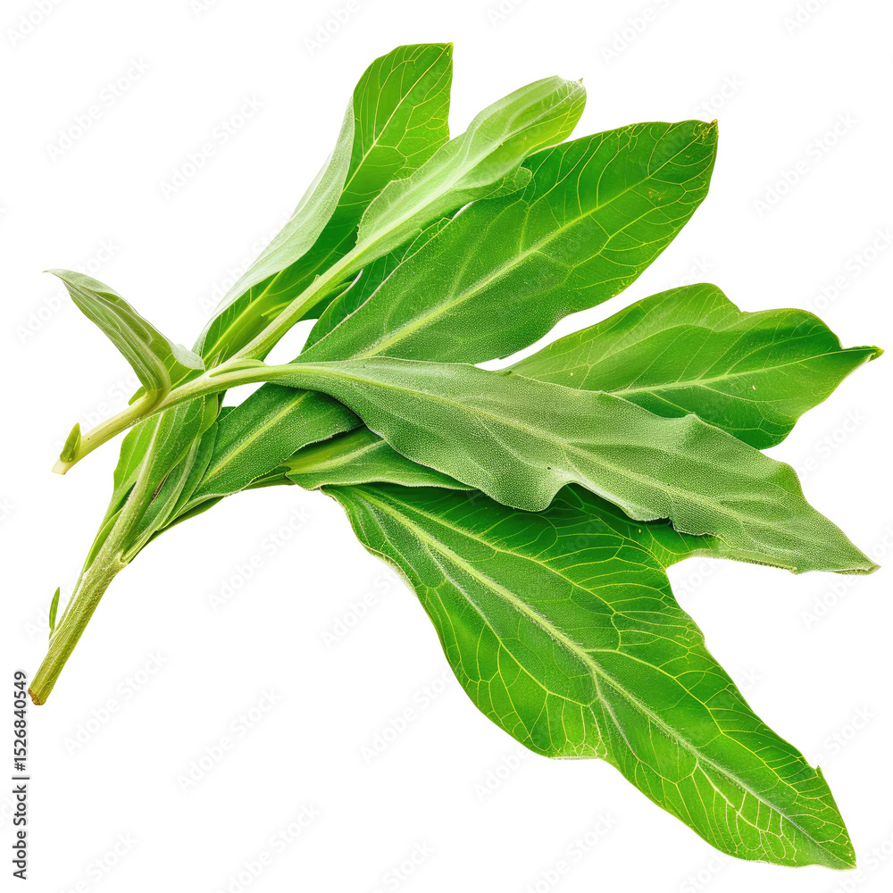 Obraz premium Fresh Green Sage Leaves On A White Background, Studio Shot. Herbal Plant With Aroma For Cooking. 