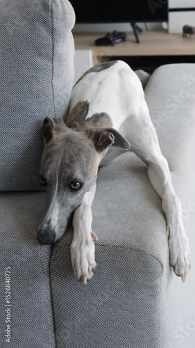 Cute whippet dog lies and looks on the armrest of sofa in a modern, cozy living room, vertical