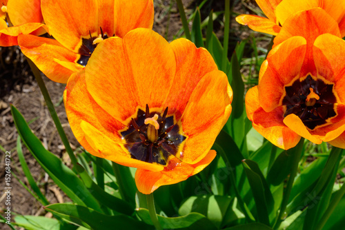 Yellow flowers with dark center of ornamental tulip in garden photo