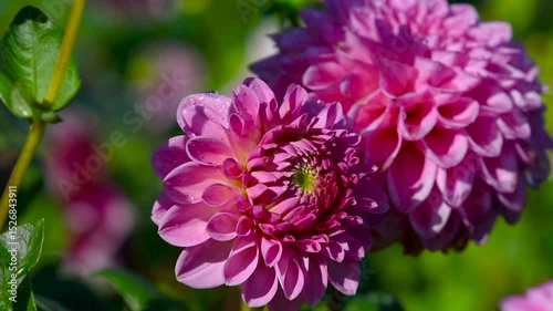 Close-up video shot of vibrant dahlias in a garden