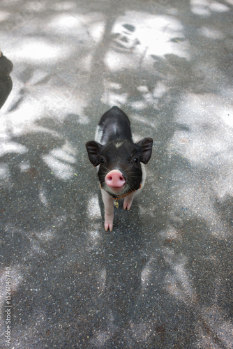 A group of small, minipigs or pot-bellied pigs on a paved surface. The pigs have distinct patches of black and white fur, and their snouts and ears are prominent.