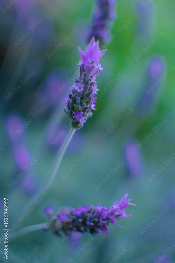Naklejka premium Close-up of a Lavender flower with blurred natural background