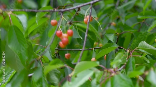 Cherries swaying gently in the breeze on a sunny day in a peaceful orchard