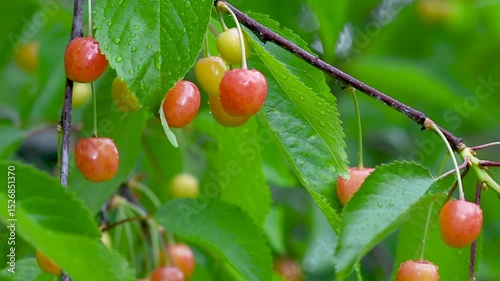 Cherries swaying gently in the breeze on a sunny day in a peaceful orchard