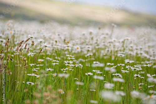 Fototapeta Naklejka Na Ścianę i Meble -  Beautiful daisies flowers in the field. Nature background.