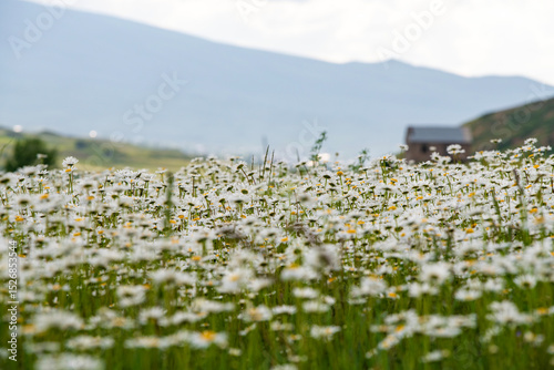 Fototapeta Naklejka Na Ścianę i Meble -  Beautiful daisies flowers in the field. Nature background.