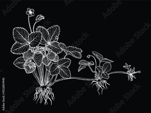 Botanical illustration of how strawberries are spreading. Vector hand drawn line art of this beautiful sweet fruit plant isolated on black background. Highly detailed illustration for online and print
