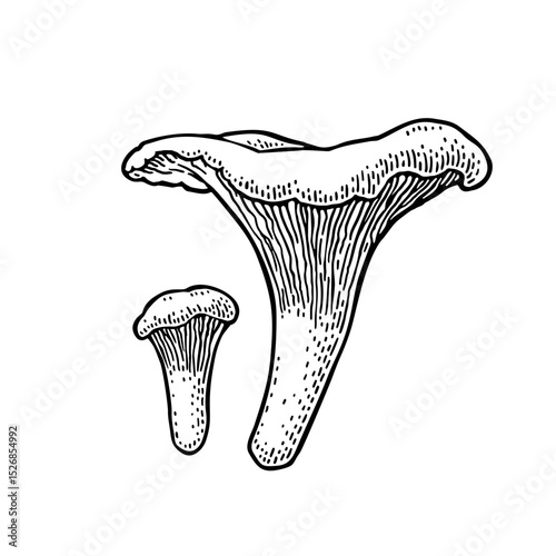 Mushroom chanterelle. Vintage monochrome black vector engraving illustration isolated on white. Hand drawn design element