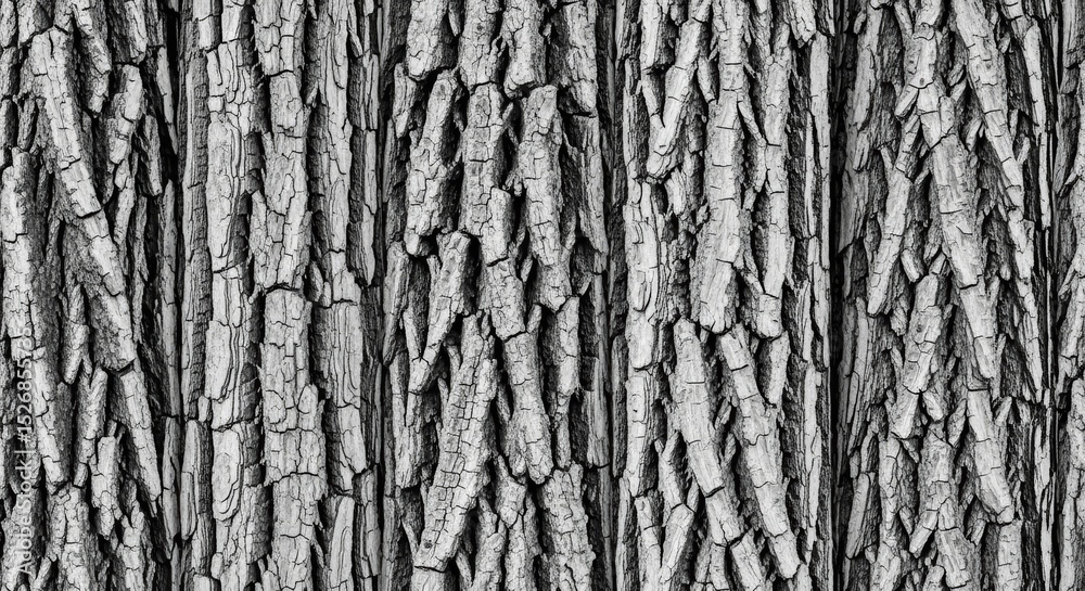 Obraz premium Close-up of tree bark, revealing detailed textures and patterns, emphasizing the natural beauty and age of the wood in a striking black and white presentation