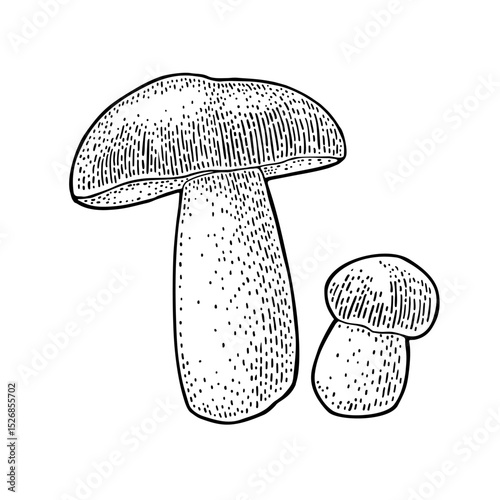 Mushroom boletus. Vintage monochrome black vector engraving illustration isolated on white. Hand drawn design element