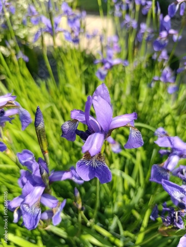 Beautiful iris flowers grow in a beautiful garden