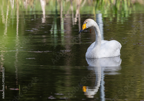 Fototapeta Naklejka Na Ścianę i Meble -  Whooper swan in a pond