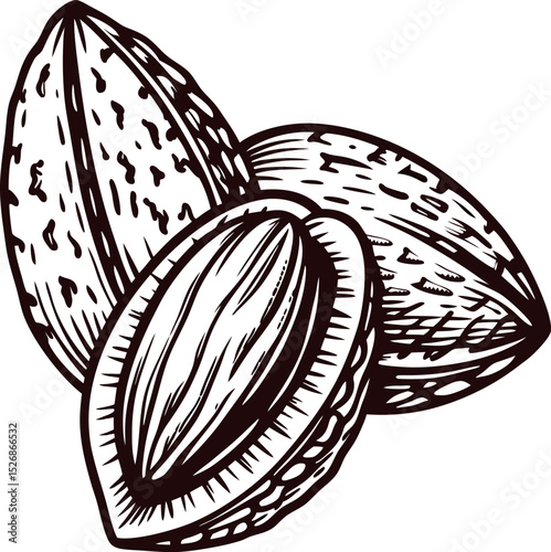 Hand drawn almond nuts isolated on white background vintage engraved sketch illustration of whole and opened almond shells