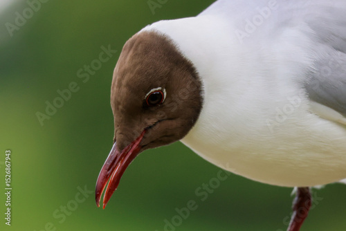 Close Encounter with a Black-Headed Gull