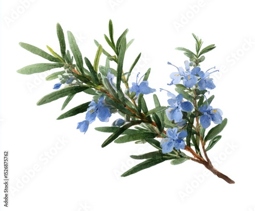 Wallpaper Mural Watercolor Rosemary Branch with Flowers - Botanical Illustration for Culinary Herbs, Garden Design, and Aromatherapy (Isolated on White) Torontodigital.ca