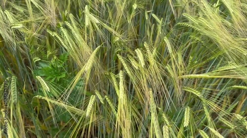 rice field in thailand