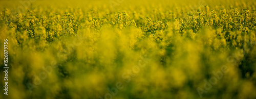 golden wheat field