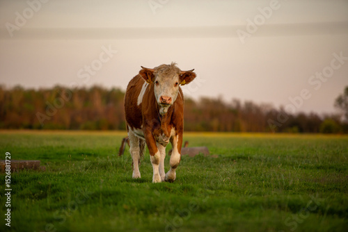 cow in the field
