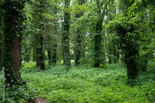 Dense green vegetation in a park with many tall trees completely covered in ivy, creating a vibrant, natural, and overgrown atmosphere. photo