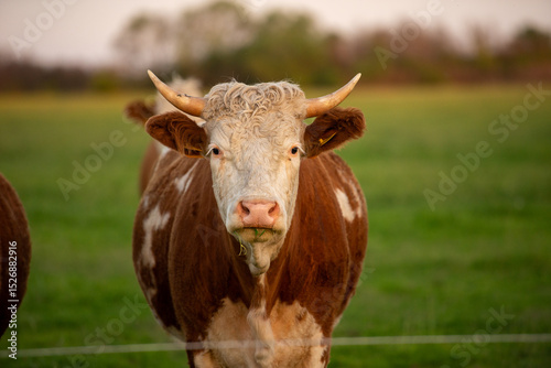 cow and calf