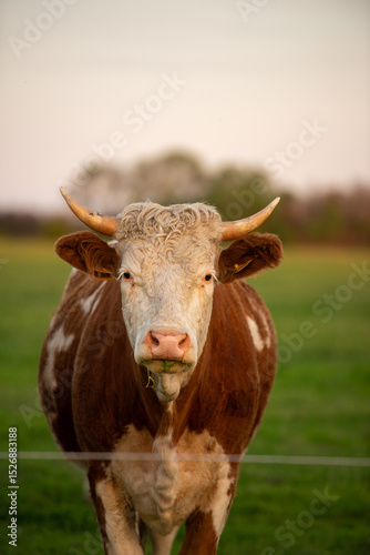 cow in a field