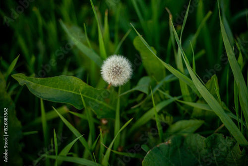 dandelion in the grass