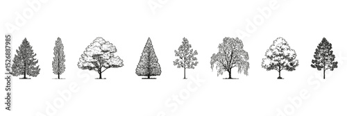 Silhouette Trees Side View Sketch Set. Landscape Architecture And Environmental Planning Collection. Isolated Vector Illustration