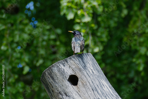 Common starling (Sturnus vulgaris) sitting on a tree stump in Zurich, Switzerland