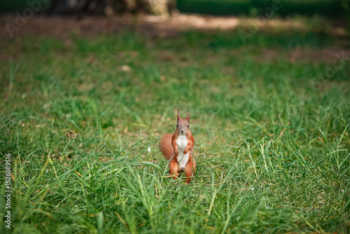 A squirrel standing on the ground and looking ahead in a natural outdoor environment.