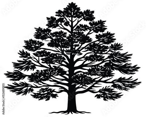 Majestic Evergreen Tree Silhouette Nature's Timeless Elegance