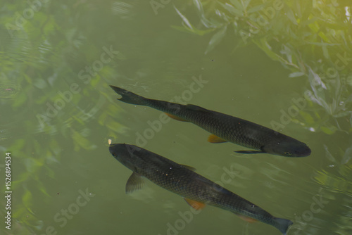 A vibrant Brown Trout (Salmo trutta) glides through the clear, green-tinted Aare River, showcasing its distinctive scales and subtle orange fin accents in a moment of serene aquatic life.