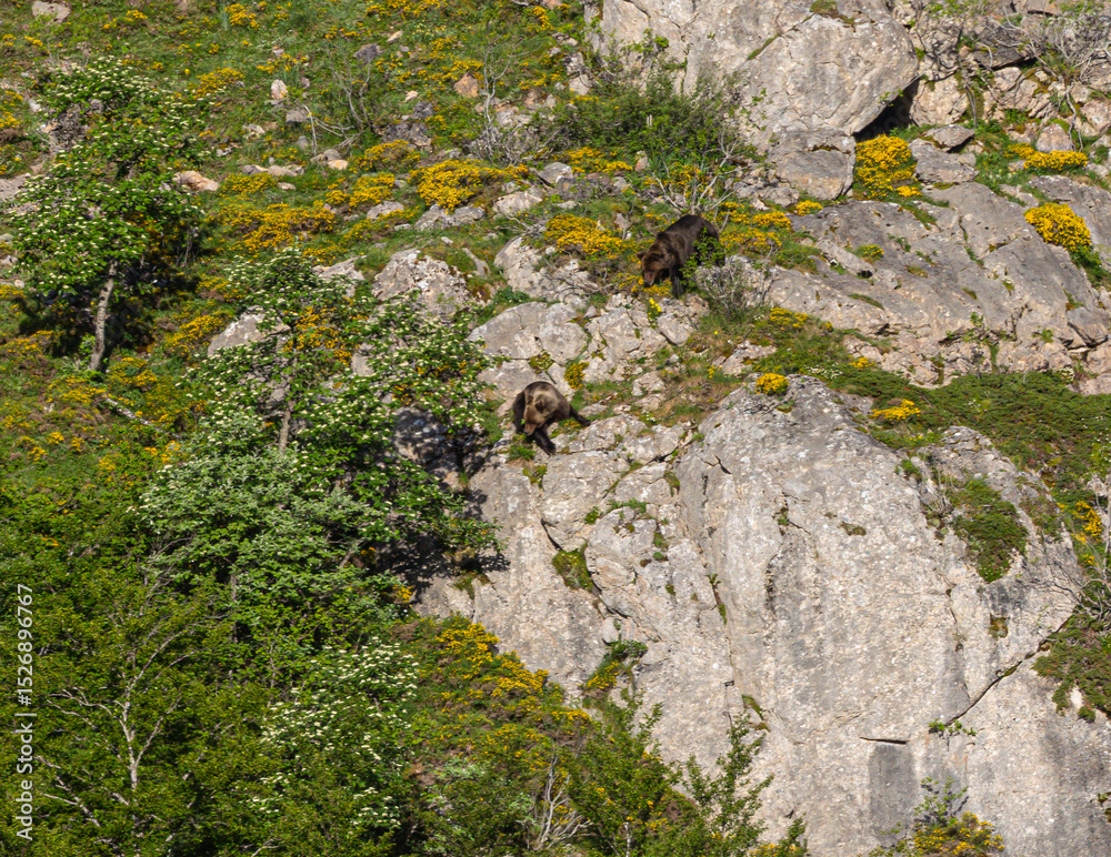 Obraz premium Several sightings of the brown bear, with moments of heat, copulation, fights and escapes!