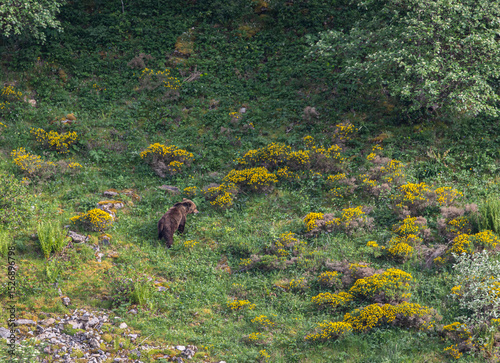 Several sightings of the brown bear, with moments of heat, copulation, fights and escapes!