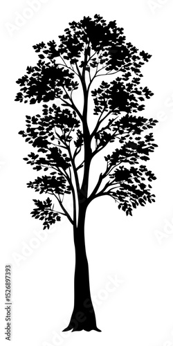 Isolated black pine fir spruce tree silhouette vector, evergreen woodland nature clipart, transparent background

