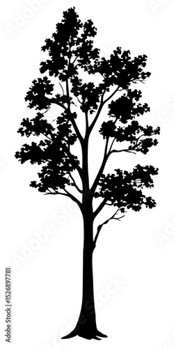 Evergreen tree silhouette vector PNG, isolated black pine fir spruce, transparent background, wild forest nature elements, woodland clipart design