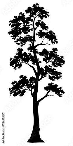Vector collection of evergreen tree silhouettes, black pine fir spruce shapes, isolated nature forest clipart, transparent background


