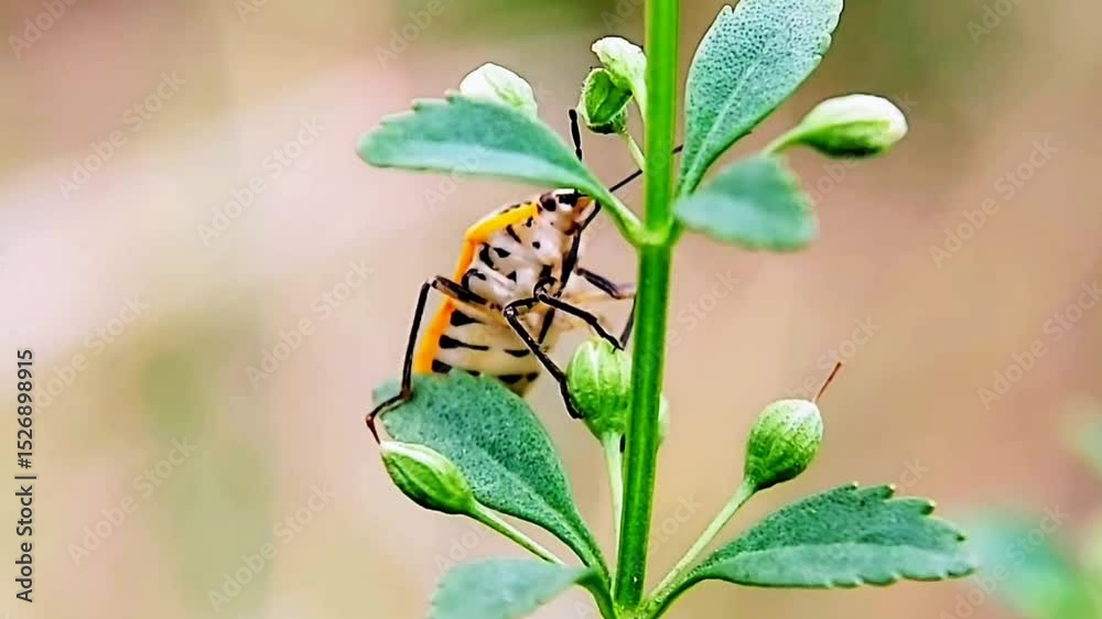 Agricultural Pest (Stink Bug) on Crop Bud - Farm & Garden Ecology Footage