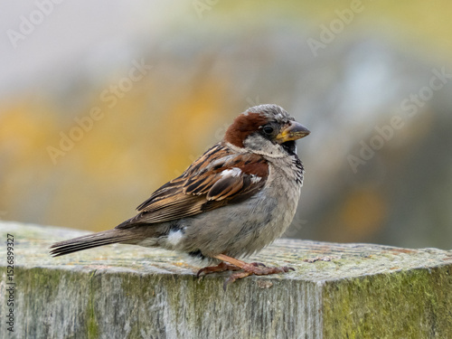 Sparrow sitting on a log