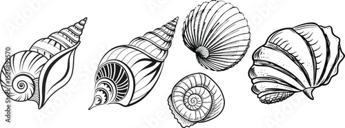 Collection of Detailed Black and White Seashells
