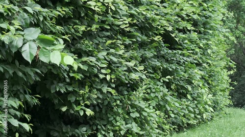 Explore the lush greenery of a vibrant forest pathway